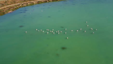 pond of turquoise still shallow water, group of flamingos together