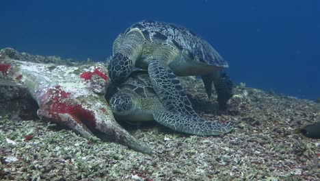 male turtle trying to mate with a female, then get rejected and chased away