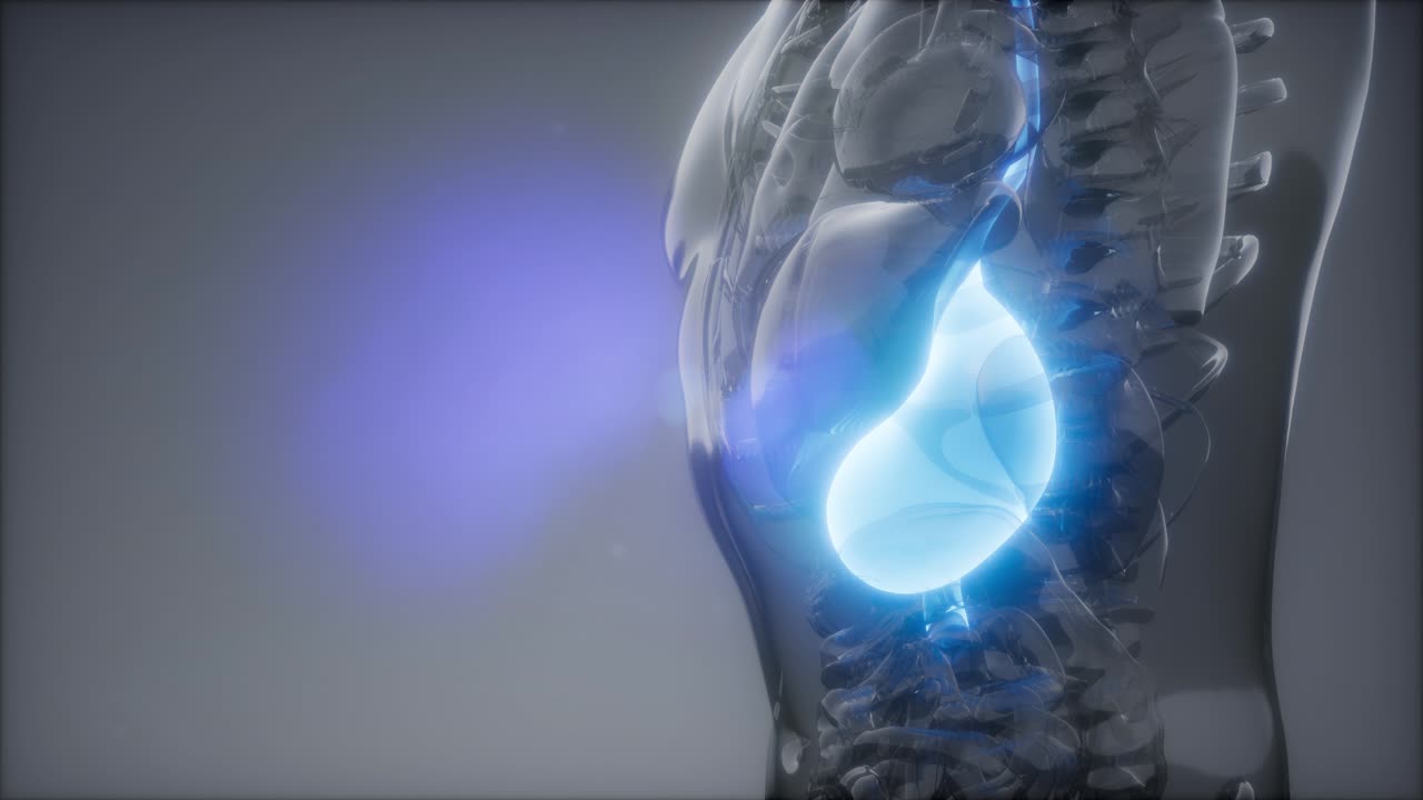 examen de radiología estomacal humano