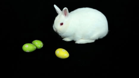 conejo blanco esponjoso con huevos de pascua rodando hacia él