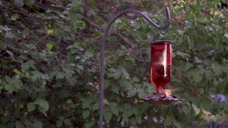 Un-Colibrí-Rufo-Femenino-Brilla-Desde-El-Centro-De-Atención-De-Un-Rayo-De-Sol-Como-Para-Volar-Hacia-El-Alimentador-De-Vidrio-Rojo