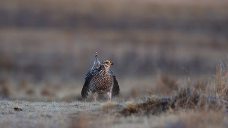 Male-Sharptail-Grouse-with-purple-neck-patch,-courtship-display-on-lek