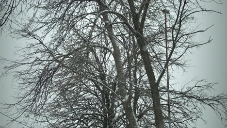 snowflakes fall in cinematic slow motion on a tree during winter snow storm