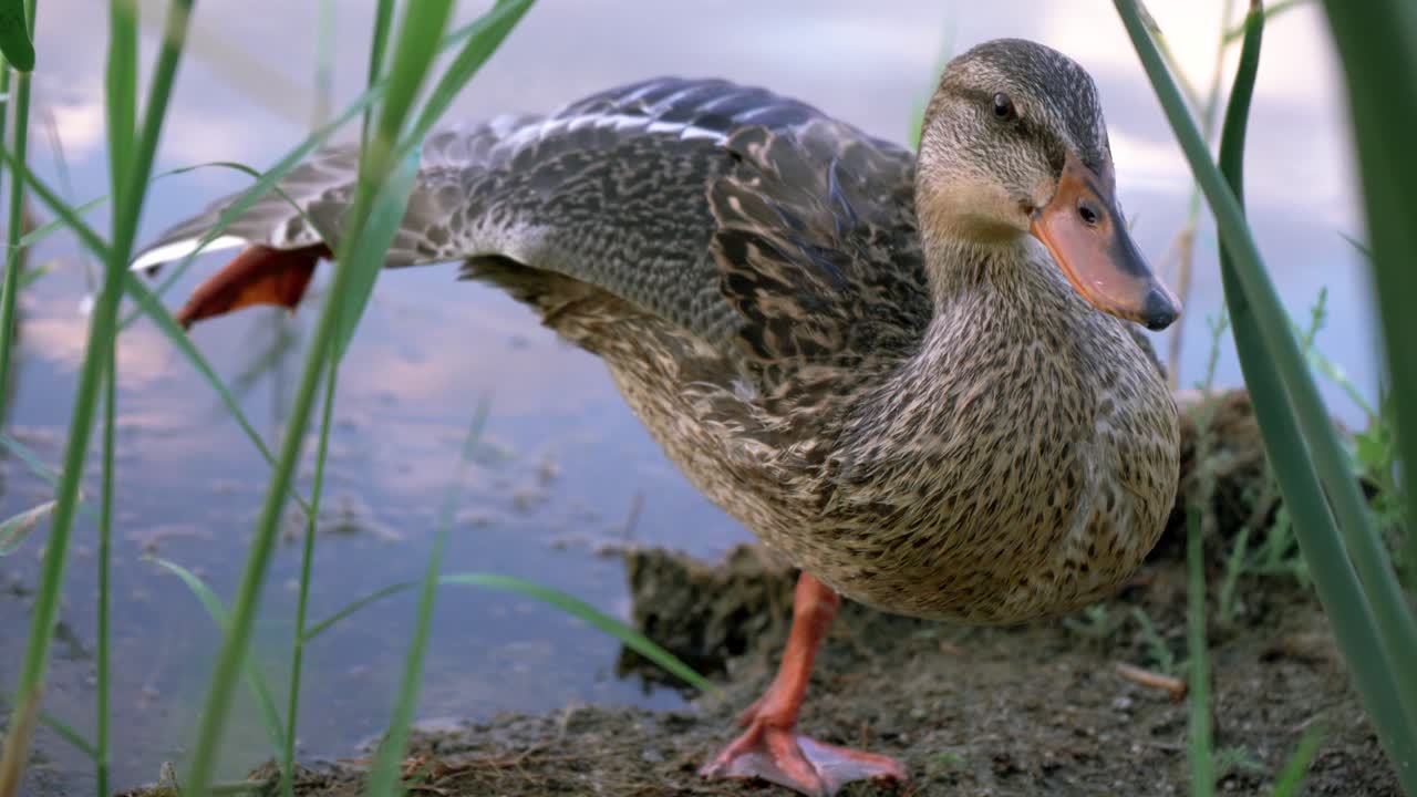 Brown Duck stretches wing on one leg by water in natural habitat