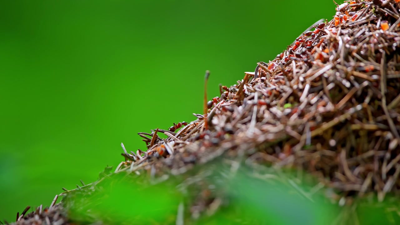 Close-up of Red Ants Moving on a Forest Anthill