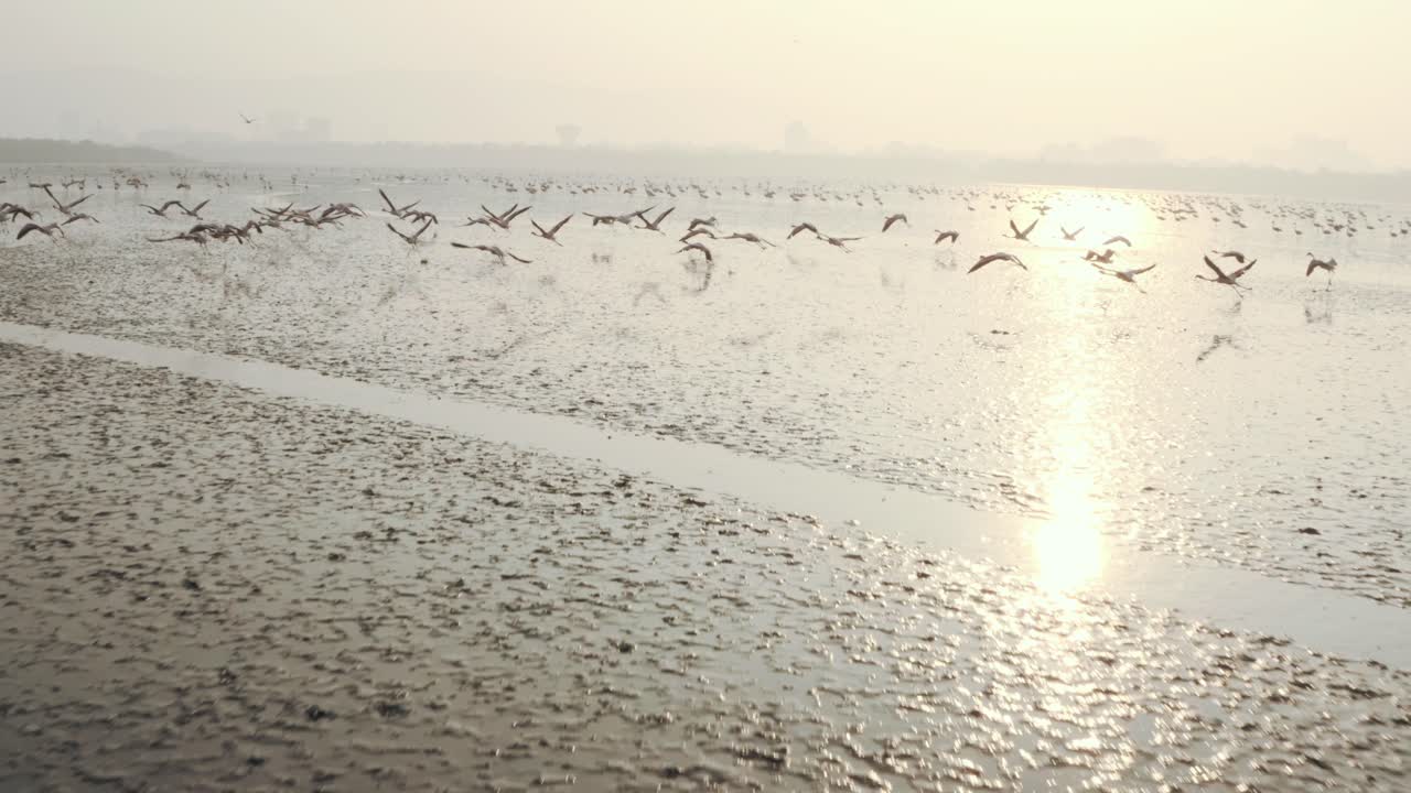 낮은 비행 플라밍고 무리를 향한 낮은 공중 샷