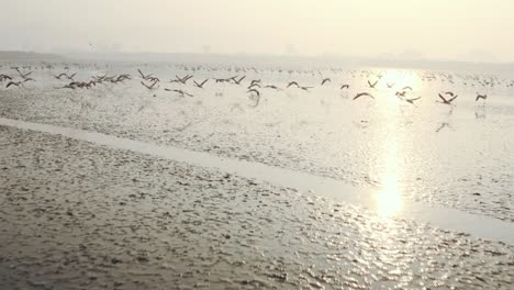 low aerial shot towards low flying flamingo flock