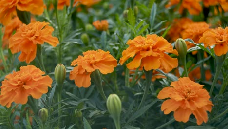 Ringelblumen-Im-Garten-Langsames-Vertikales-Schwenken