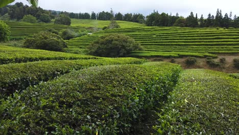 walking along tea plantation fields after harvesting in the azores