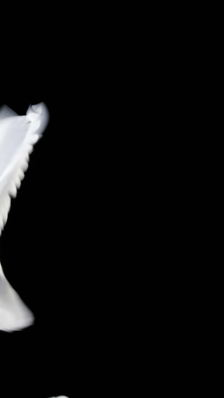 날아다니는  비둘기