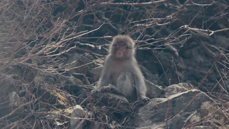 Snow-Monkey-Resting-On-Rocks---Wide-Shot