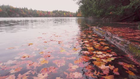 slow shot over a log and trees floating in a lake with a autumn coloured forest around it on a clouded day