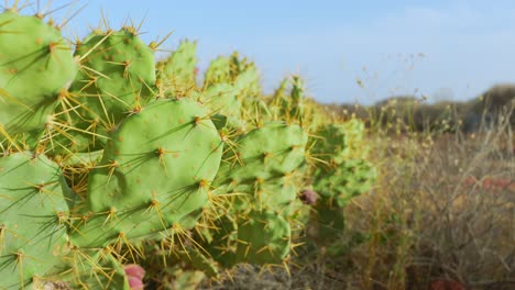 opuntia ficus-indica es una especie de cactus