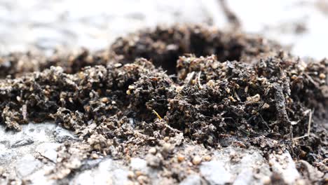 Close-up-of-black-ants-regrouping-,