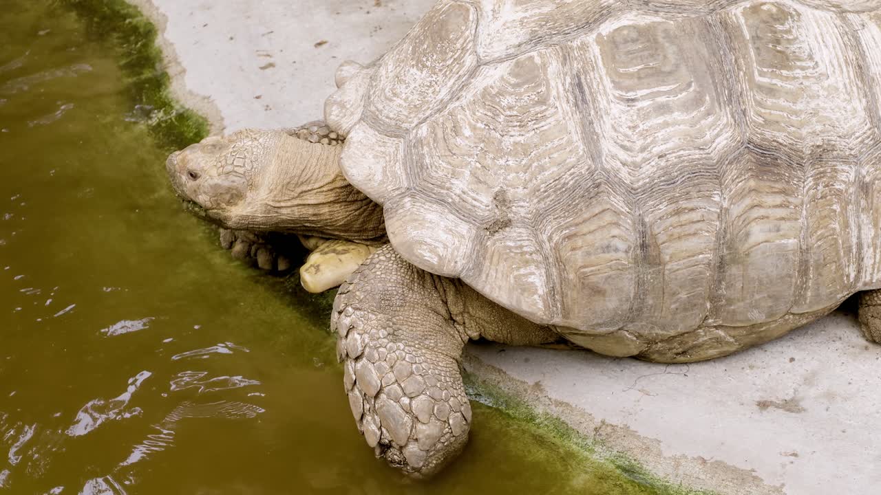 A tortoise enjoys a moment by water in a zoo setting showcasing its natural behavior and environment