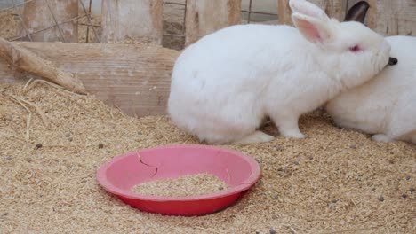 conejos domésticos manchados y albinos en un zoológico de mascotas en un corral limpio