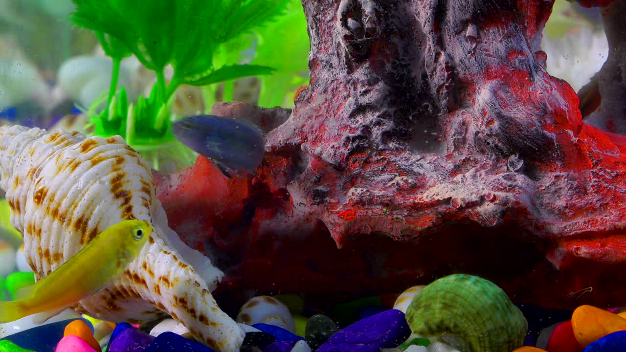 peces bajo el agua en un acuario colorido