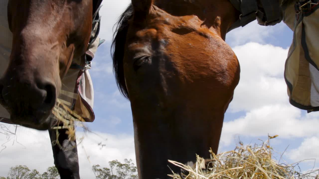 una vista de cerca de dos caballos en un potrero comiendo heno juntos