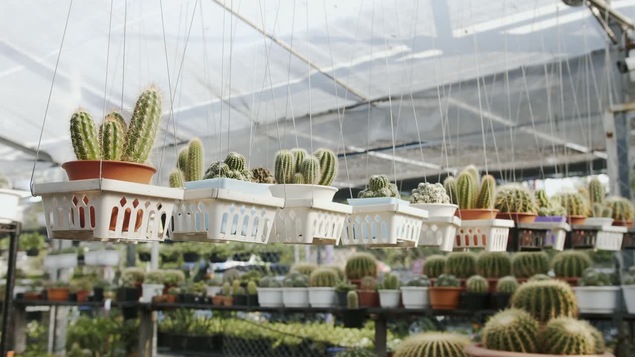 diferente gama de plantas de interior de la familia de cactus exhibidas en el vivero