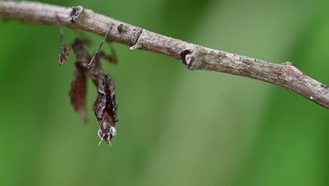 seen under a twig as if not moving but the tail moves with the wind and the antennae vibrating also camouflaging as part of the twig, parablepharis kuhlii, mantis, southeast asia