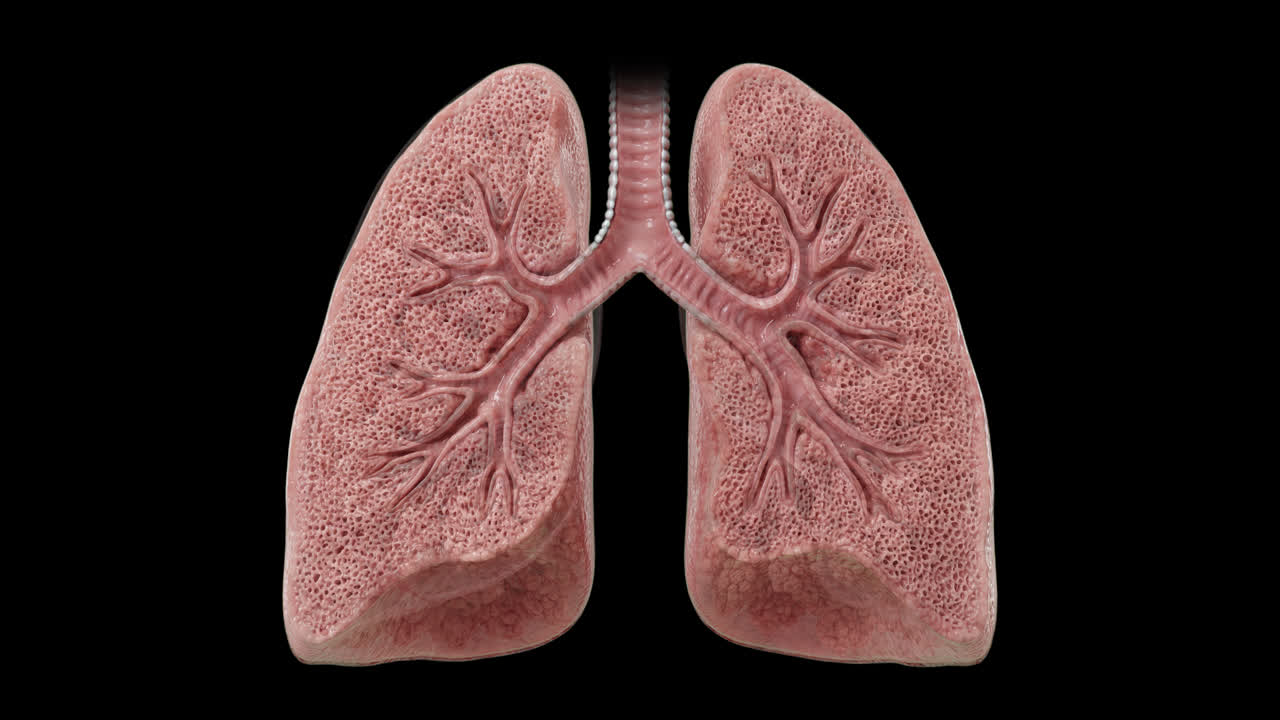 Animazione medica che mostra polmoni umani sani e malati