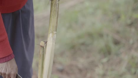 close-up of a person using a machete to cut sugarcane