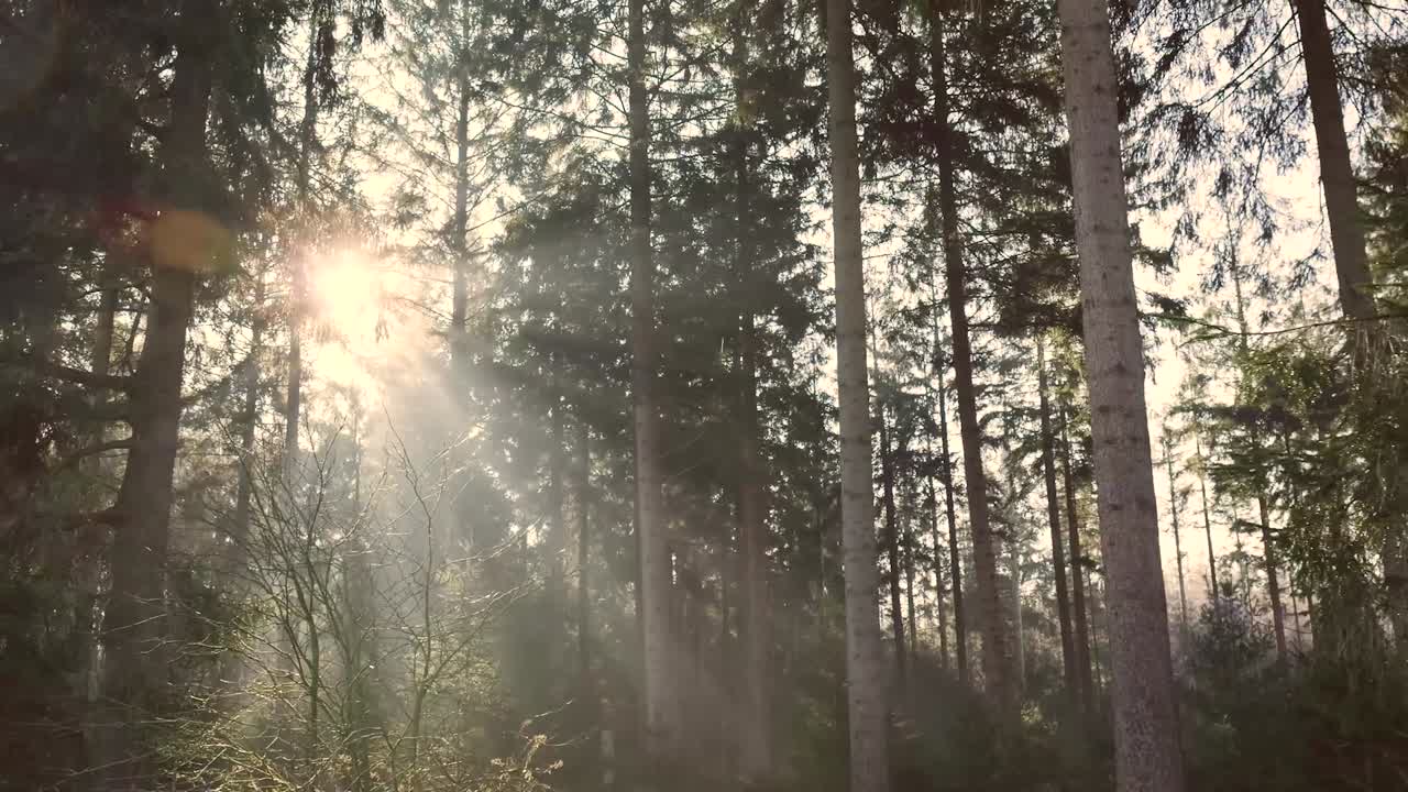 A serene, misty forest view in Kampina, Netherlands. Sunlight filters through tall trees, creating a magical, tranquil atmosphere. Gentle rays highlight the dense, green foliage