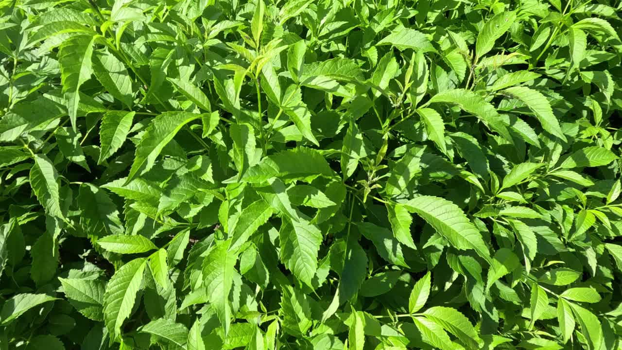 las hojas besadas por el sol se balancean suavemente en la brisa.