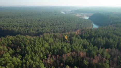 Antenne:-Majestätischer-Pinienwald-Und-Fluss-Neris-An-Einem-Sonnigen-Herbsttag