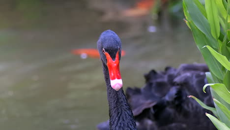 Ein-Schöner-Schwarzer-Schwan,-Der-Seine-Umgebung-Betrachtet---Zeitlupe