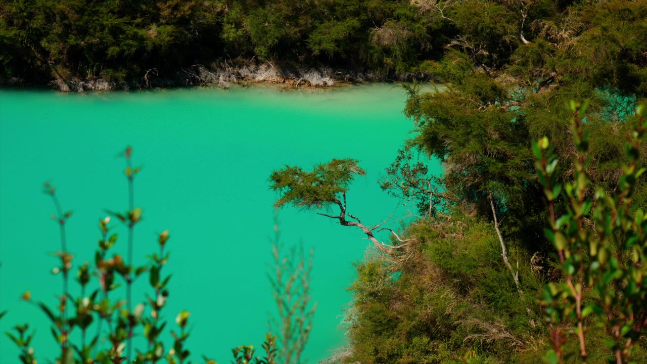 Albero a strapiombo su un lago blu a Rainbow Mountain, Rotorua, Nuova Zelanda
