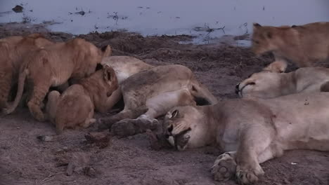 exhausted lioness mothers, young cubs nursing