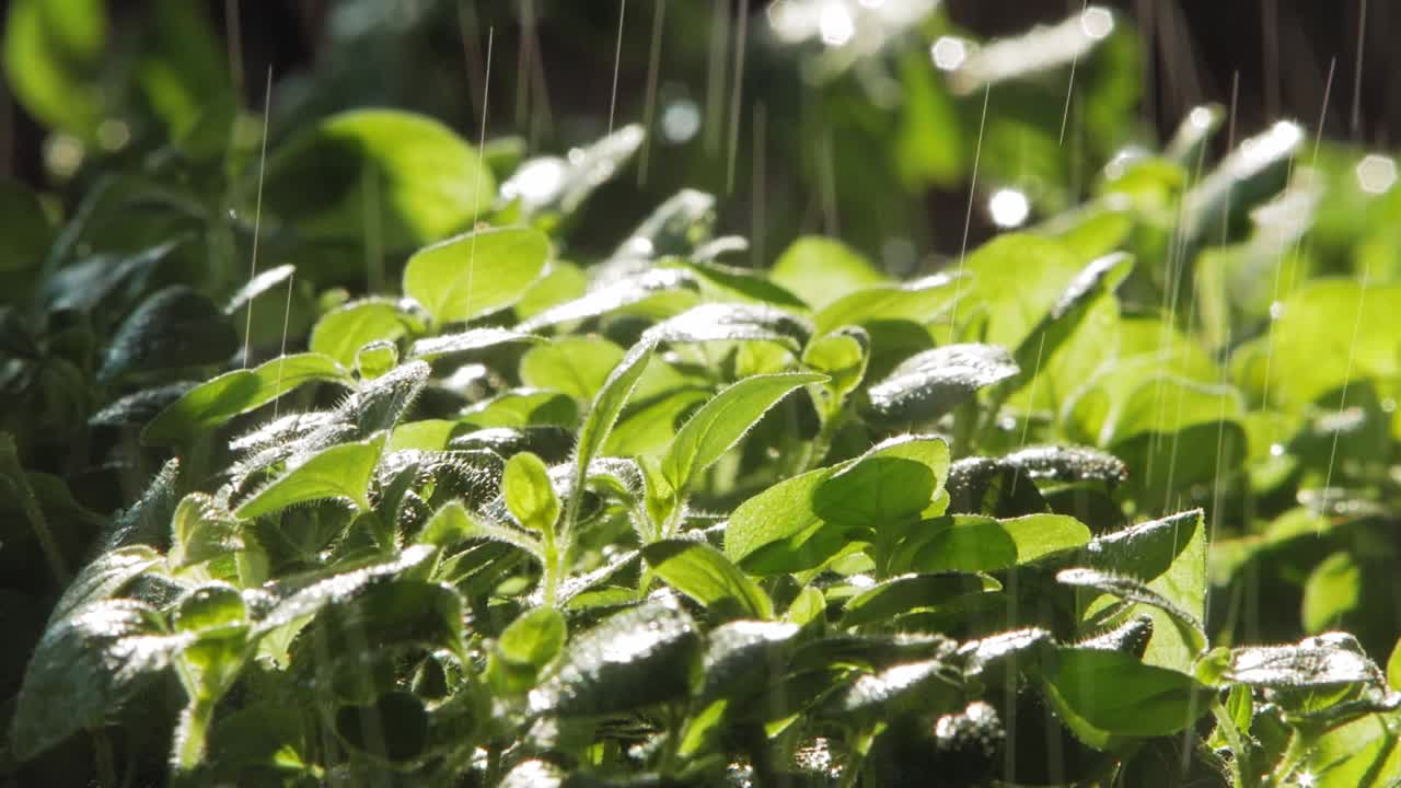 뒤에서 태양이 비추는 정원의 오레가노 식물에 떨어지는 비를 닫습니다.