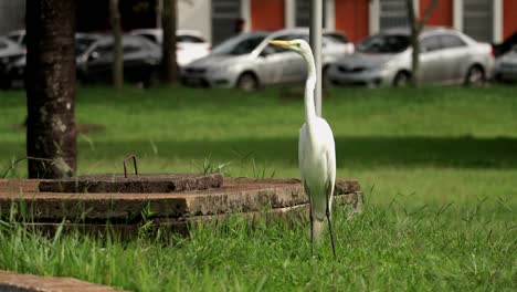 a egret stands at the grass and walk out of the scene