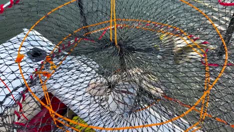 crabs caught in a net on the water