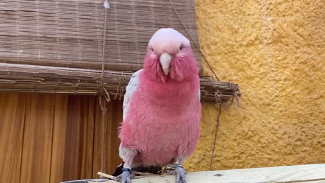 Galah-Rose-Breasted-Cockatoo,-Bird-dancing-on-the-wooden-stand