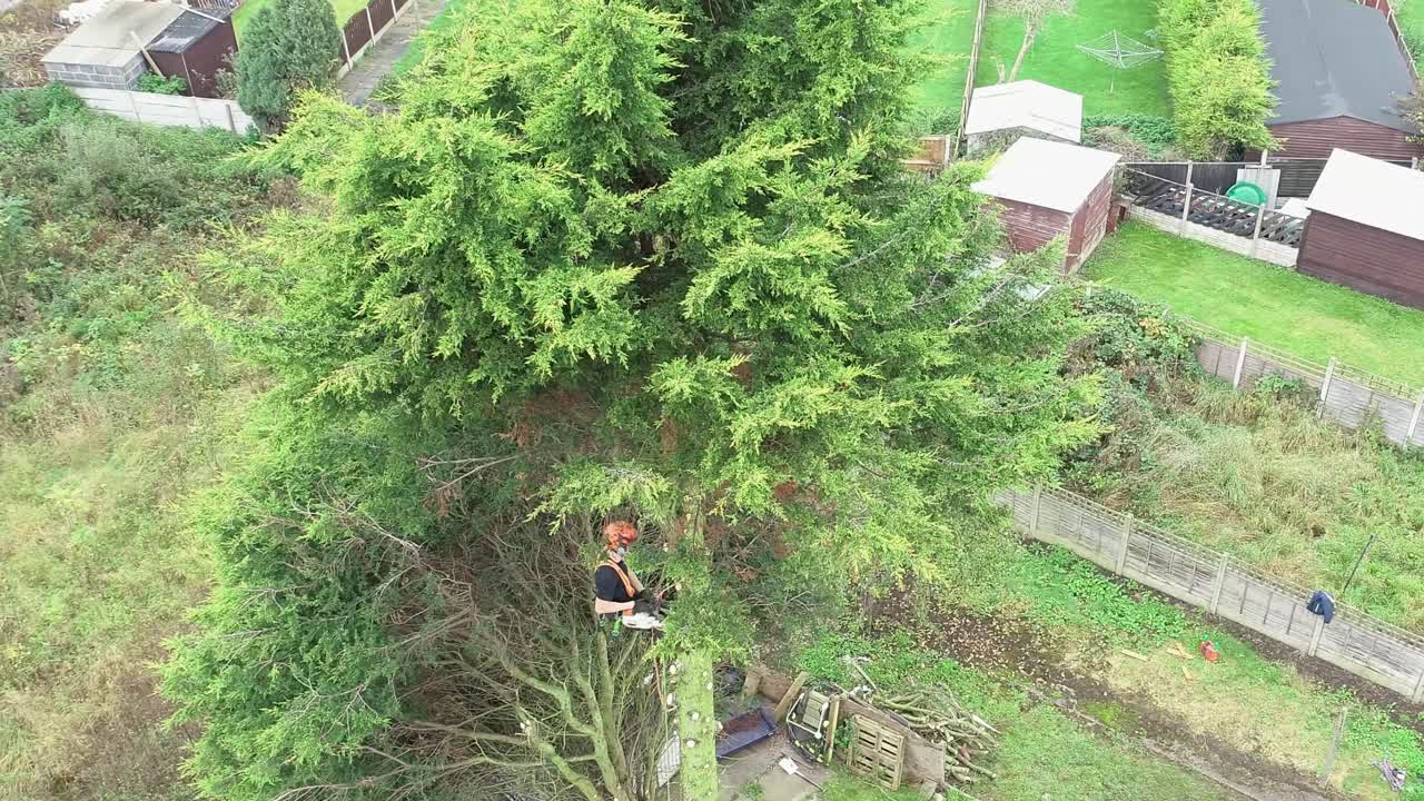 An aerial view of a tree surgeon removing the branches of a tree to leave just the trunk for felling.
