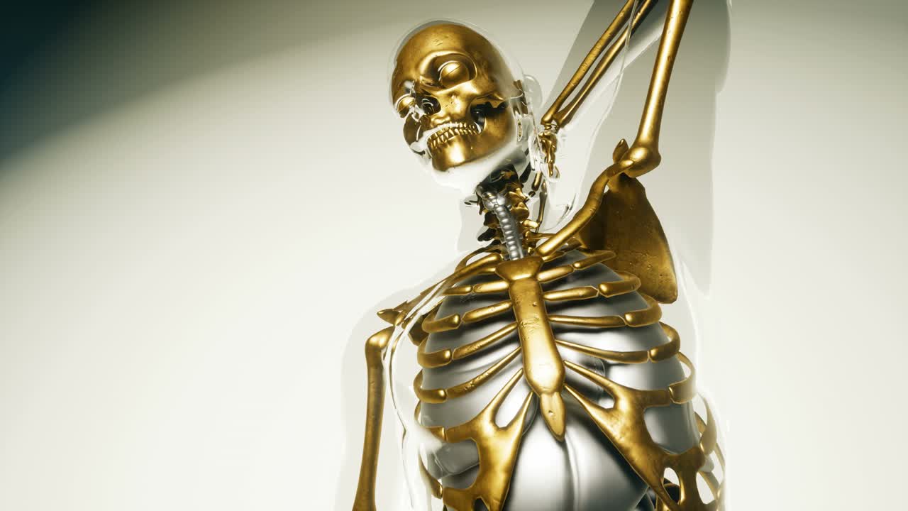 modelo de huesos de esqueleto humano con órganos