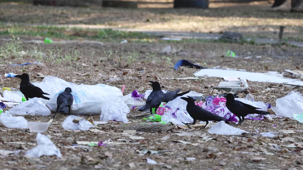 Crows picking through trash in a littered area