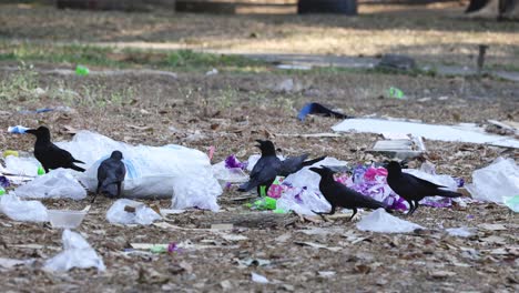 crows picking through trash in a littered area