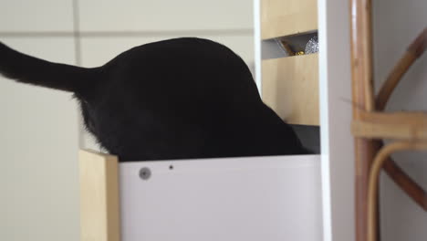 a black cat plays in a white kitchen drawer