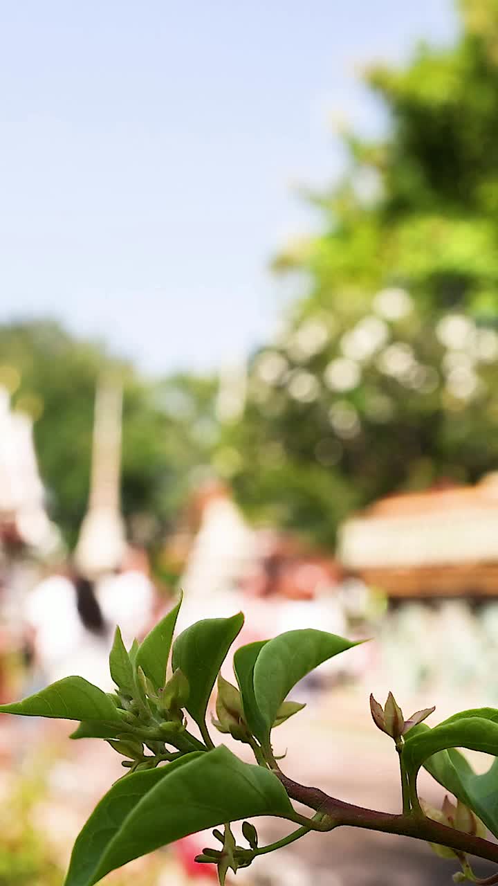 방의 포 (wat pho) 에서 조용한 장면, 밝은 낮빛 아래 울창한 초록색과 사원 건축물을 보여줍니다.