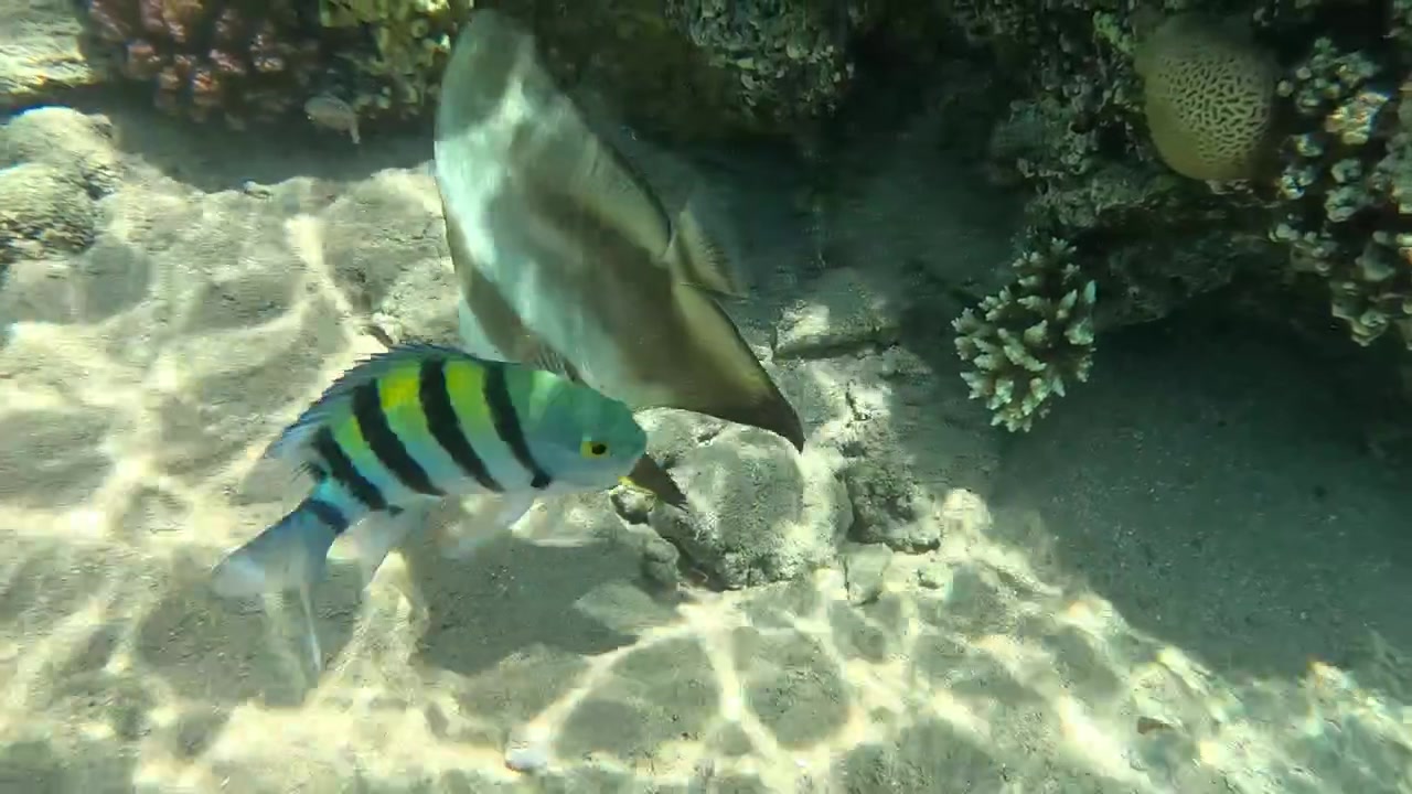 Pesce pipistrello orbicolare (Platax Brbicularis) che nuota nella barriera corallina del Mar Rosso, Hurghada, Egitto.