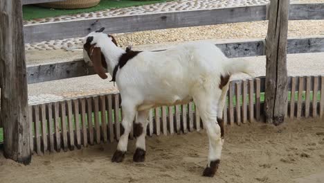 goat looking through wooden fence