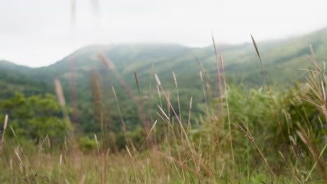 Green fields with swaying grass and flowers in slow motion, peaceful and natural setting