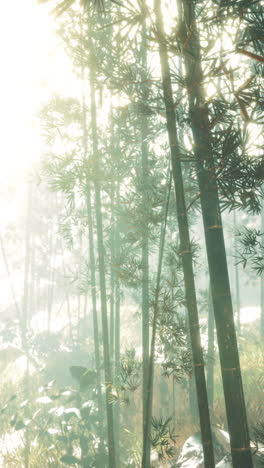 sunlit bamboo forest