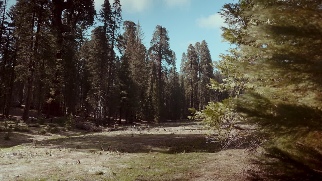 Giant Redwood Forest Landscape
