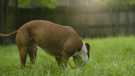 cinematic brown and white pitbull terrier standing and searching through grass 4k