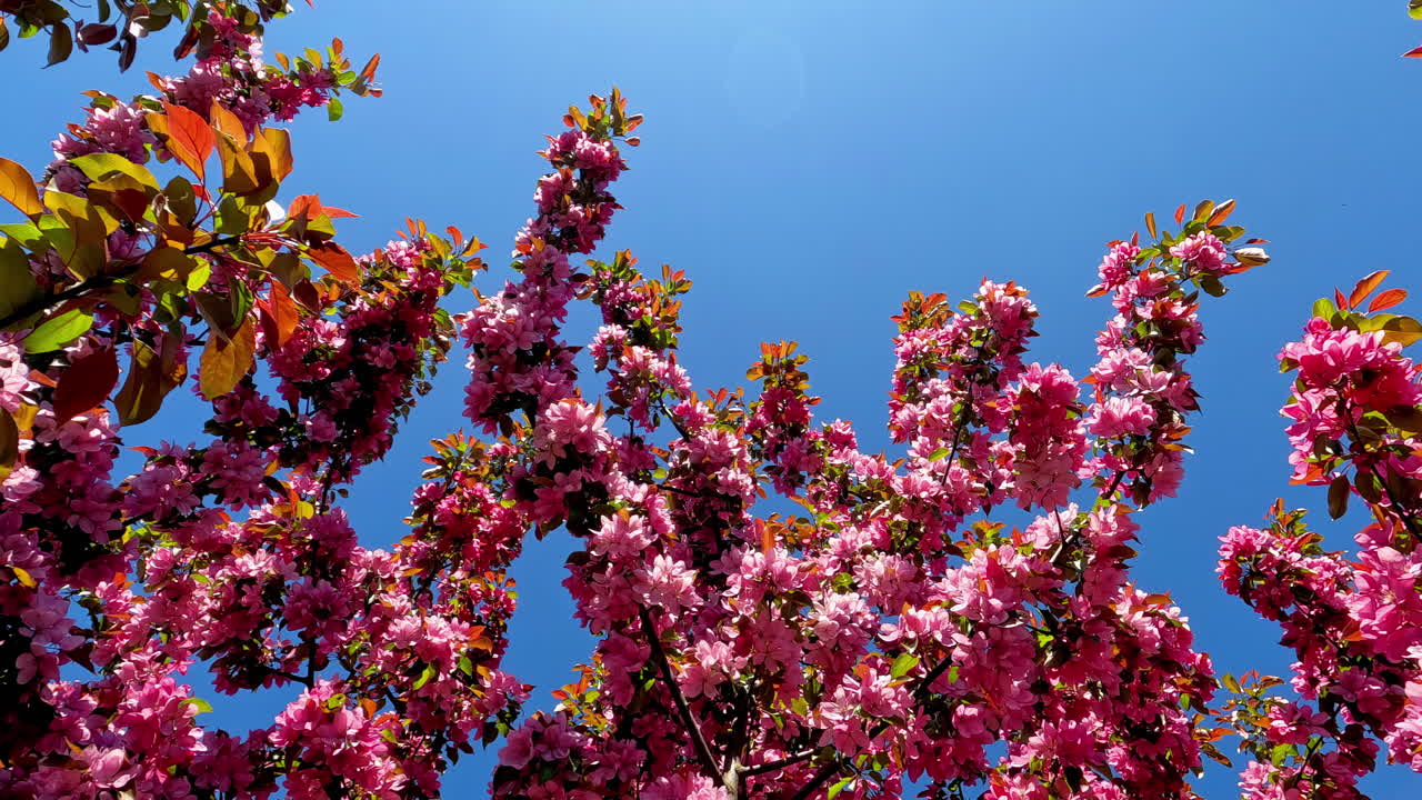 Close up low angle shot of blooming pink sakura flowers on tree branches against blue sky on a sunny day