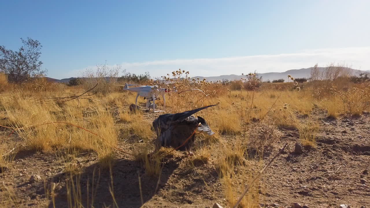 Piccione usato come preda attaccato a drone per addestramento di falchi